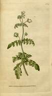 Image of Calceolaria pinnata L.