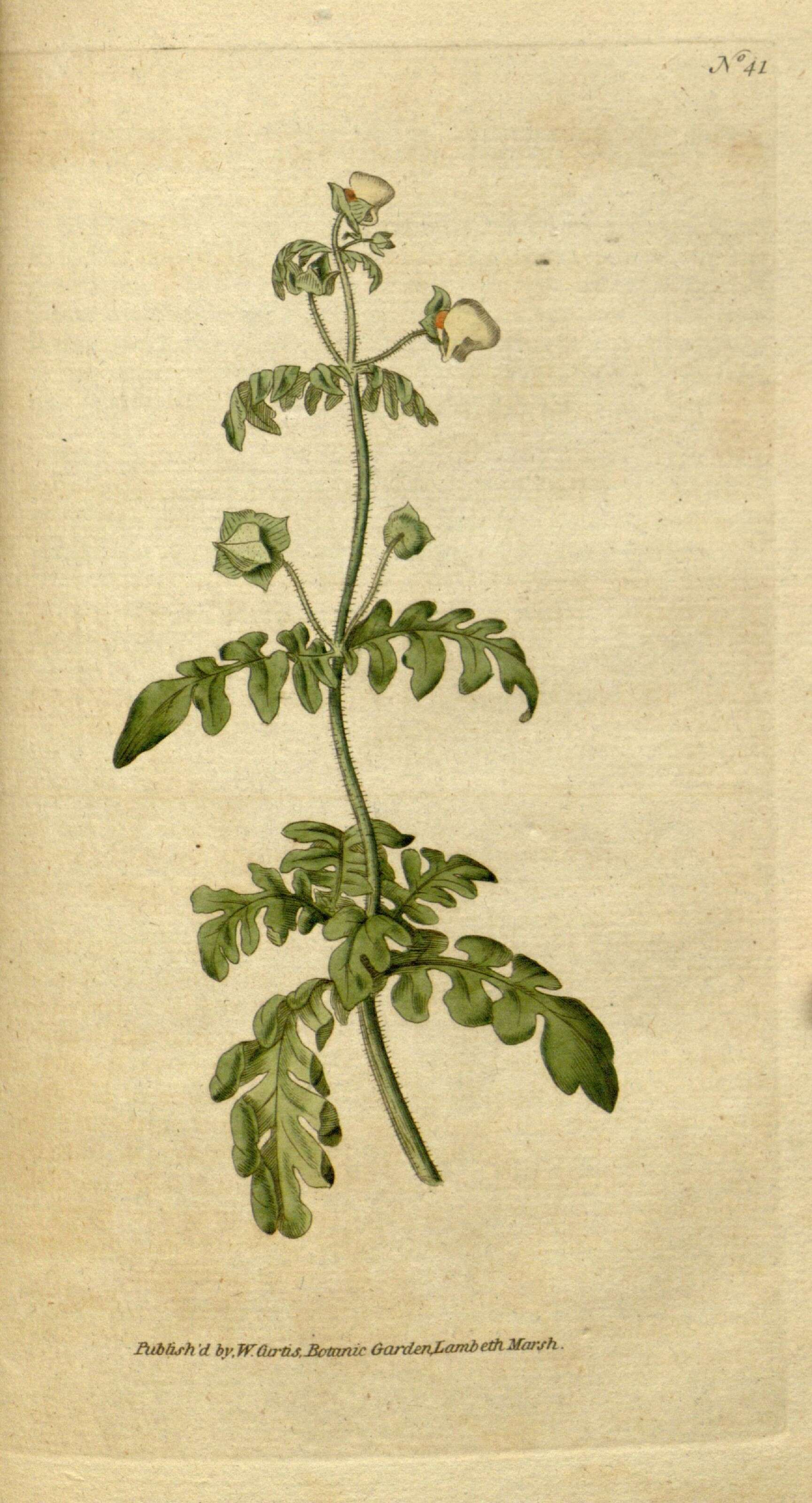 Image of Calceolariaceae