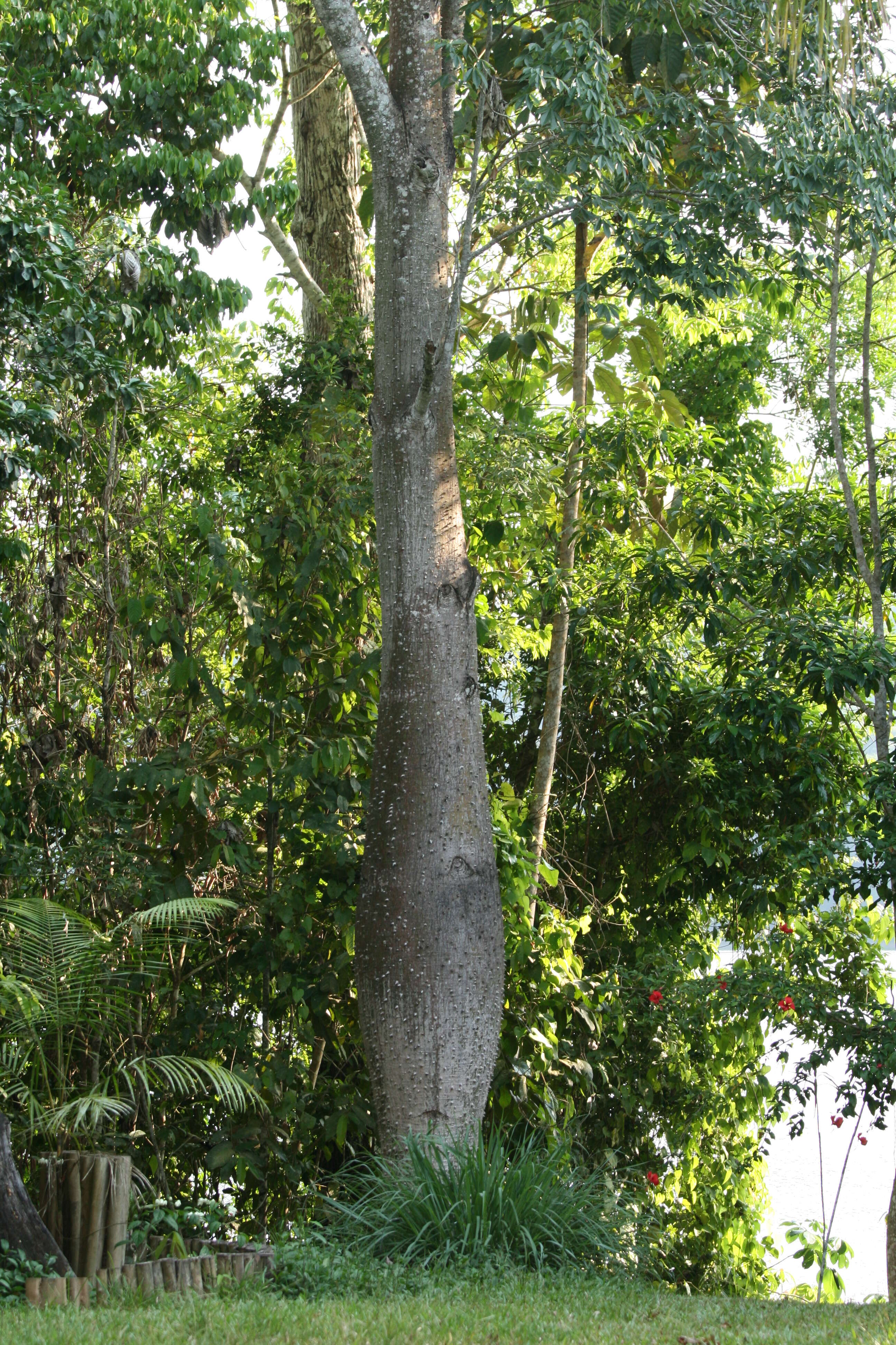 Image of ceiba