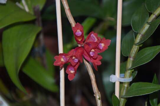 Image of Dendrobium lawesii F. Muell.