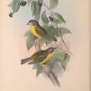 Image de Tregellasia capito capito (Gould 1854)