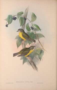 Plancia ëd Tregellasia capito capito (Gould 1854)