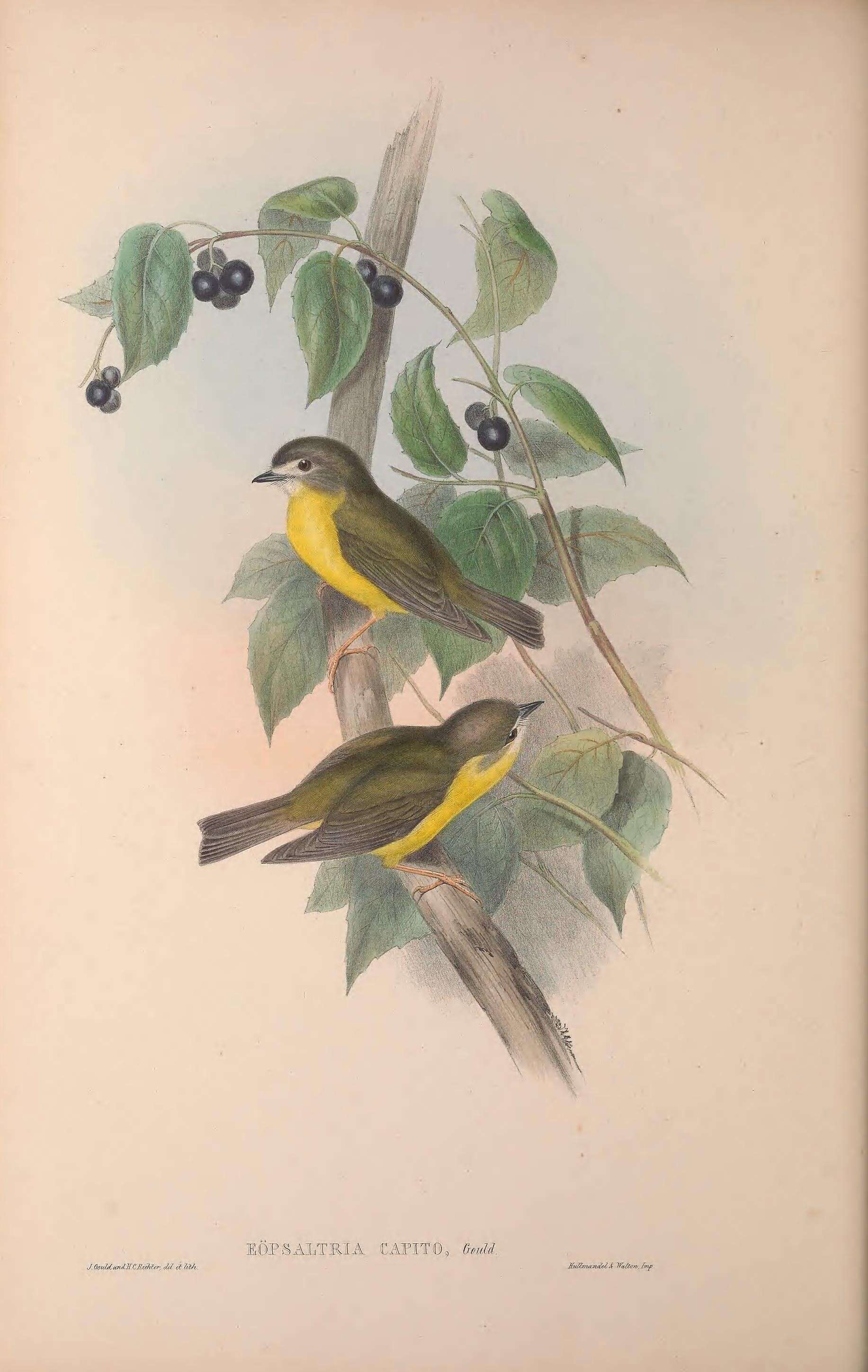 Image of Pale-yellow Robin