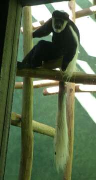 Image of Black-and-white Colobus Monkeys