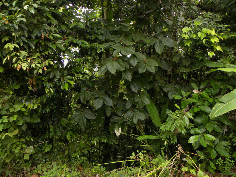 Image of Bunchosia macrophylla Rose ex Pittier