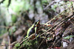 Image of harlequin frogs