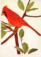 Image of Cardinalis Bonaparte 1838