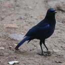 Image of Malabar Whistling Thrush