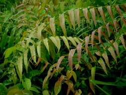 Image of swamp vine fern