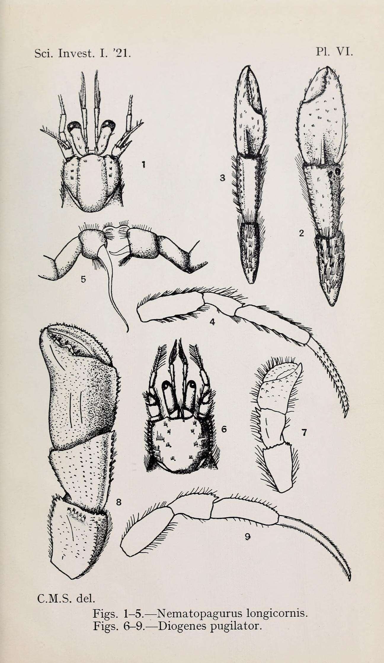 Image de Nematopagurus A. Milne-Edwards & Bouvier 1892