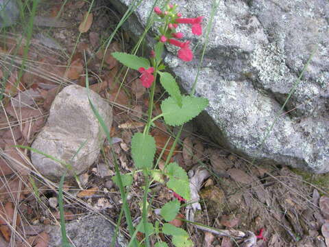 Imagem de Stachys coccinea Ortega