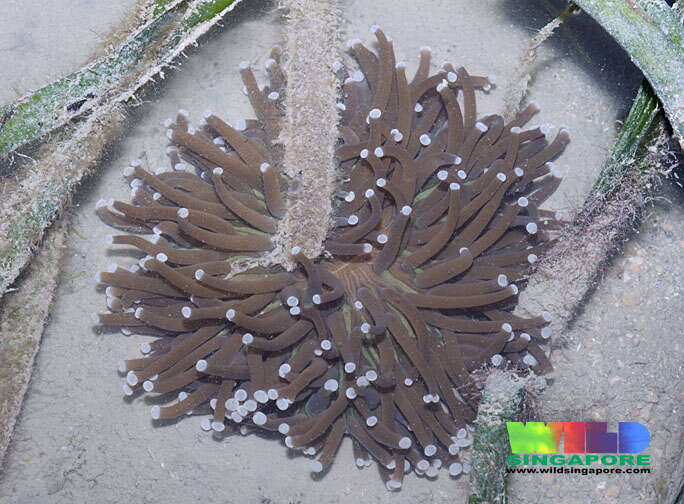 Image of mushroom coral