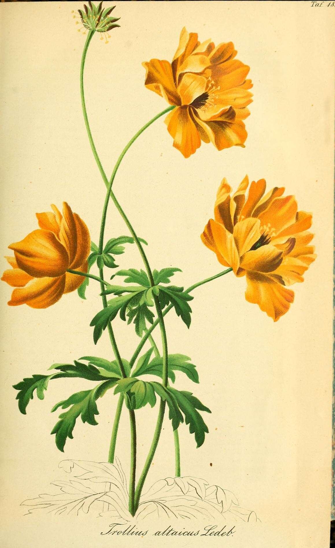 Image of Trollius altaicus C. A. Mey.