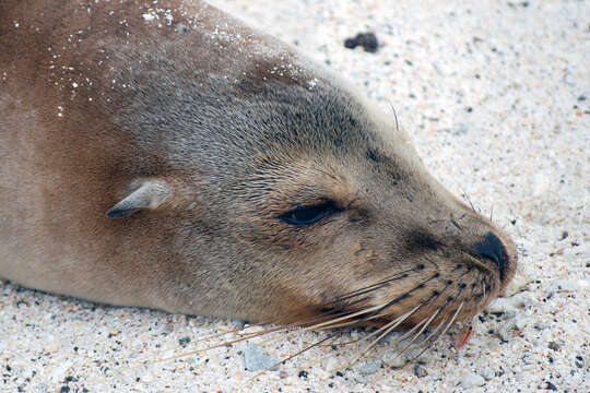 Image of Galapagos Sea Lion