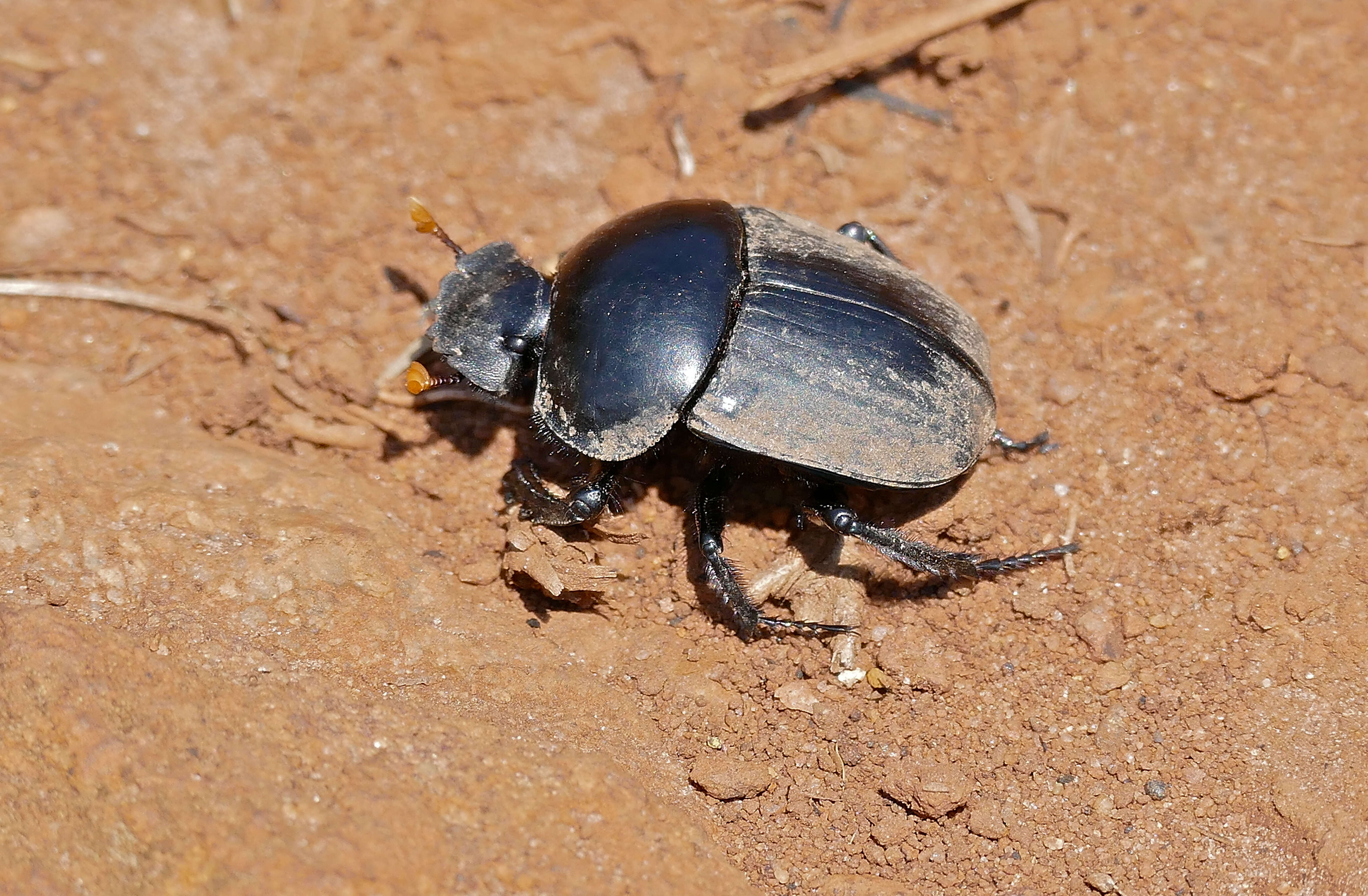 Image of Scarabaeus rusticus (Boheman 1857)