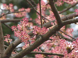 Image of Chinese Bladdernut