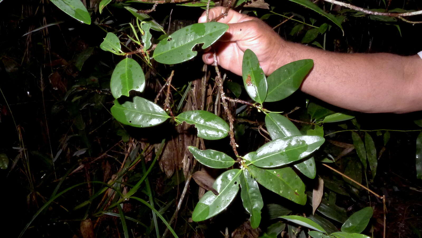 Image of Erythroxylum nobile O. E. Schulz