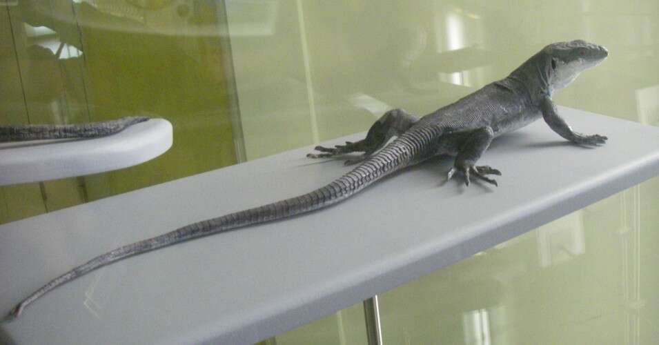 Image of Gallot's lizards