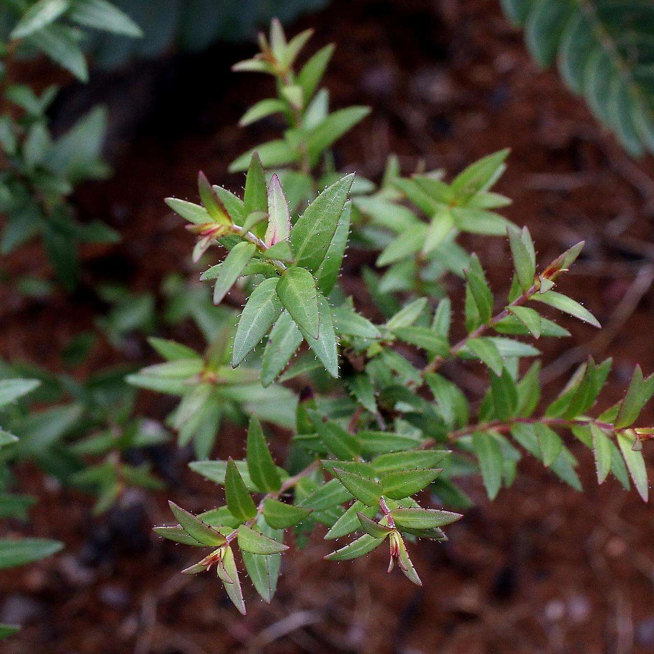 Image of Cuphea linarioides Cham. & Schltdl.