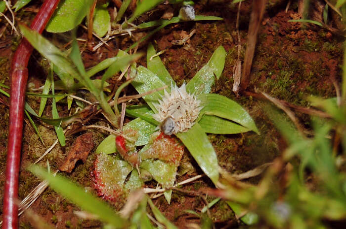 Sivun Eriocaulon epedunculatum Potdar, Anil Kumar bis, Otaghvari & Sonkar kuva