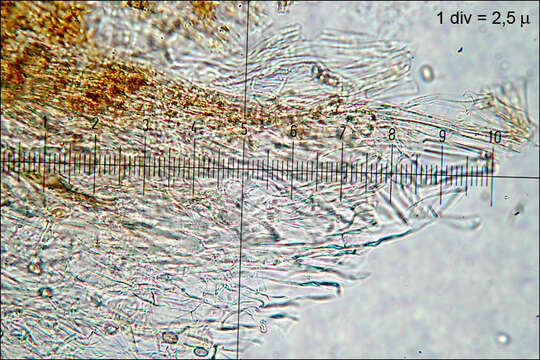 Image of Gymnopilus