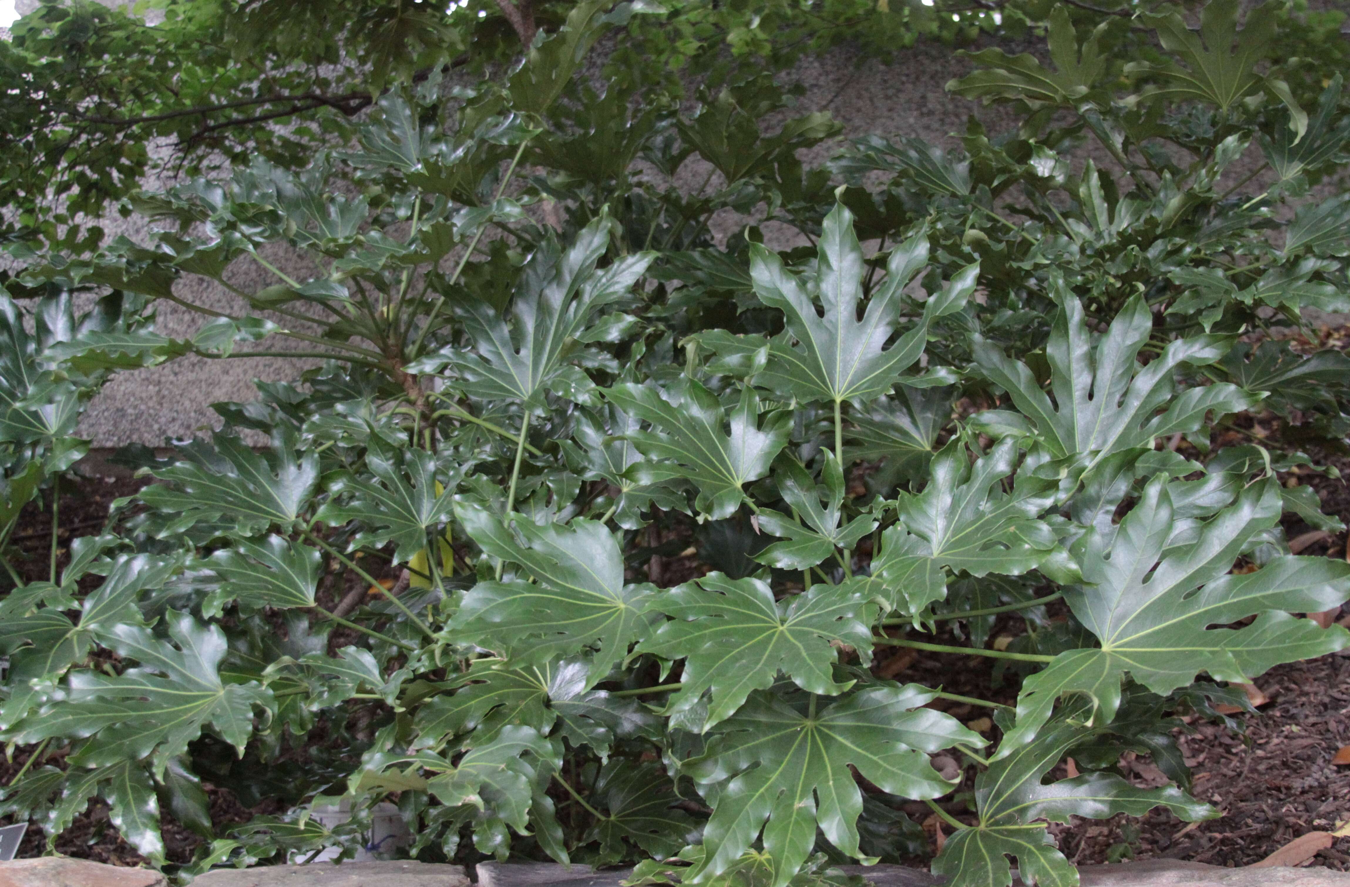 Image of fatsia