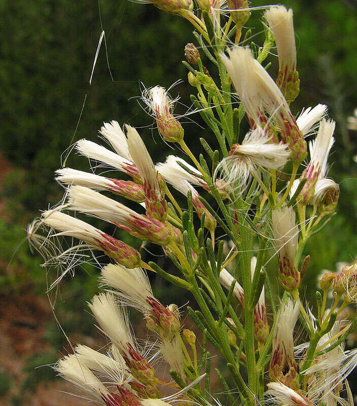 Слика од Baccharis linearis (Ruiz & Pavón) Pers.