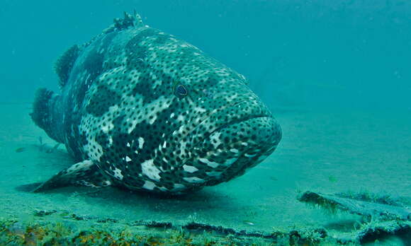 Image of Malabar Grouper