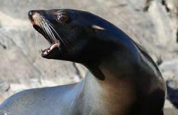 Image of fur seal