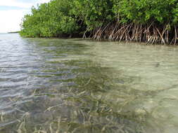 Image of red mangrove