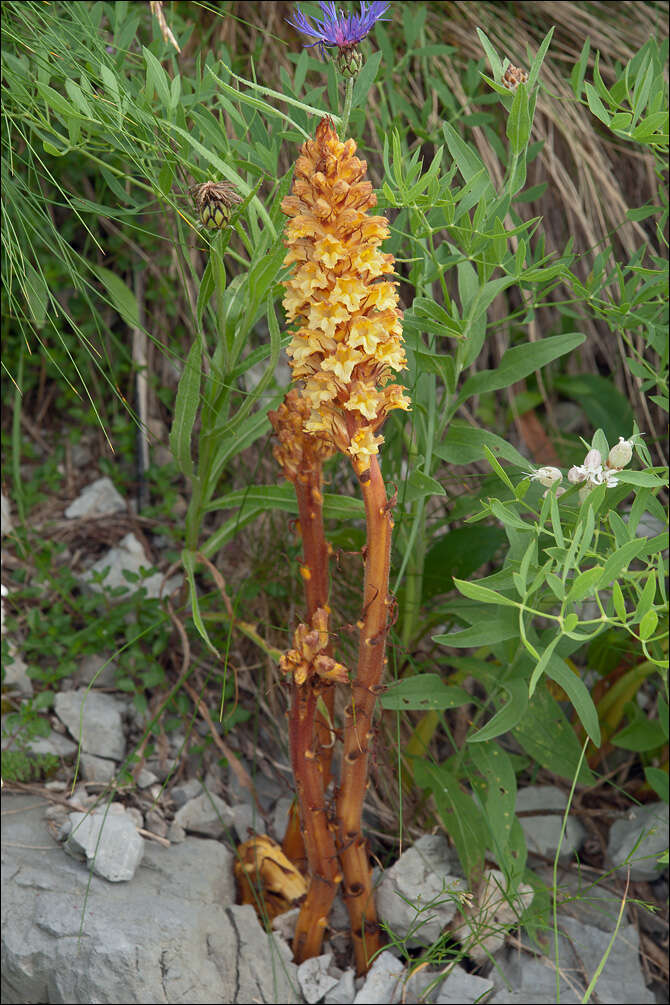 Image of Orobanche laserpitii-sileris Reut. ex Jordan