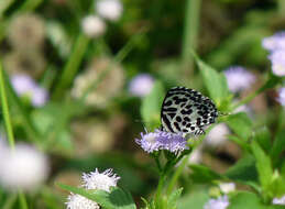 Image of Common Pierrot