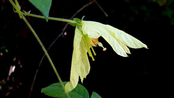 Plancia ëd Dalechampia peckoltiana Müll. Arg.