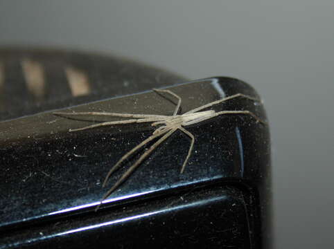 Image of Slender Crab Spiders