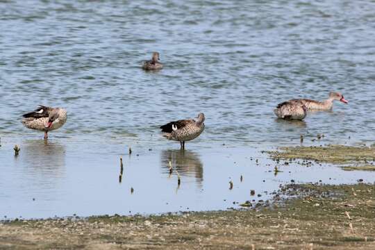 Image of Cape Teal