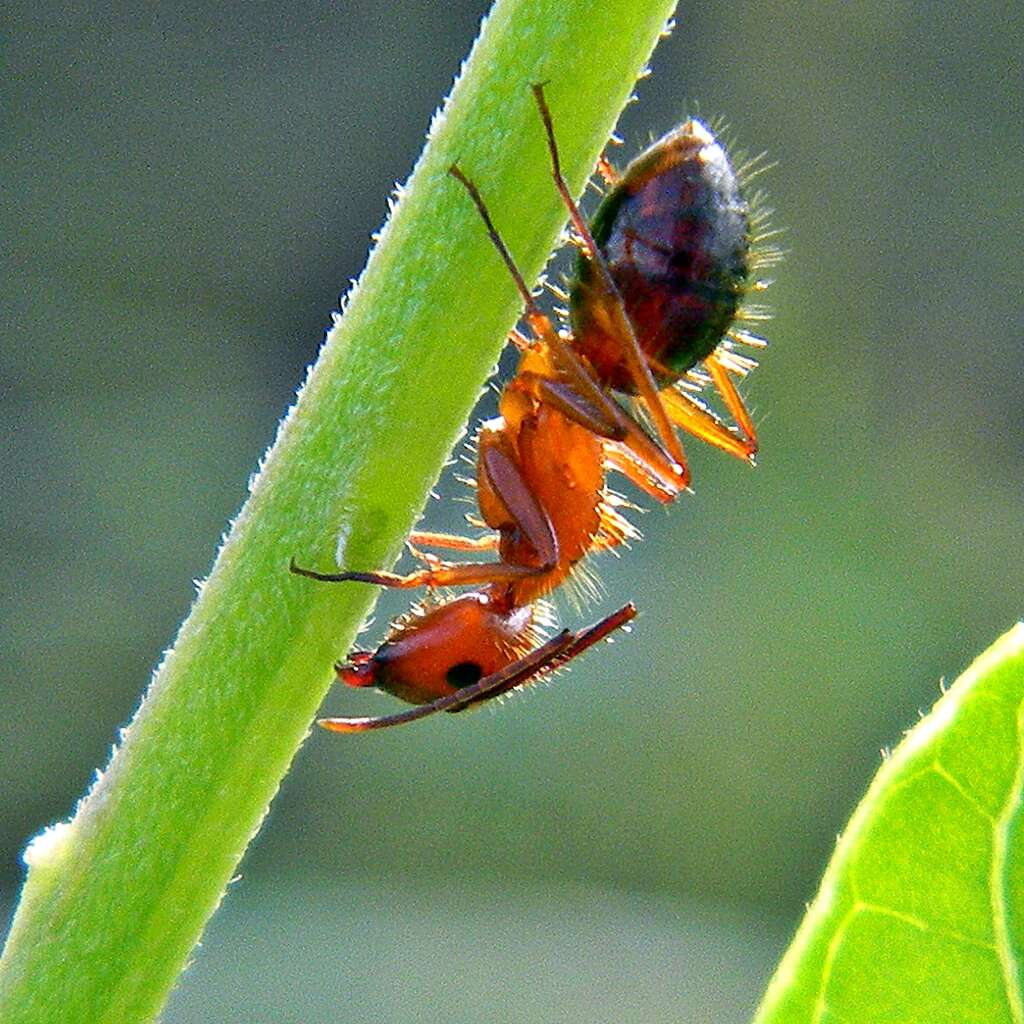 Слика од Camponotus floridanus (Buckley 1866)