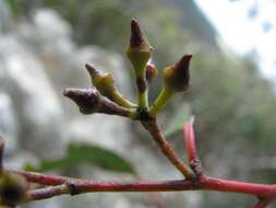 Image of red stringybark