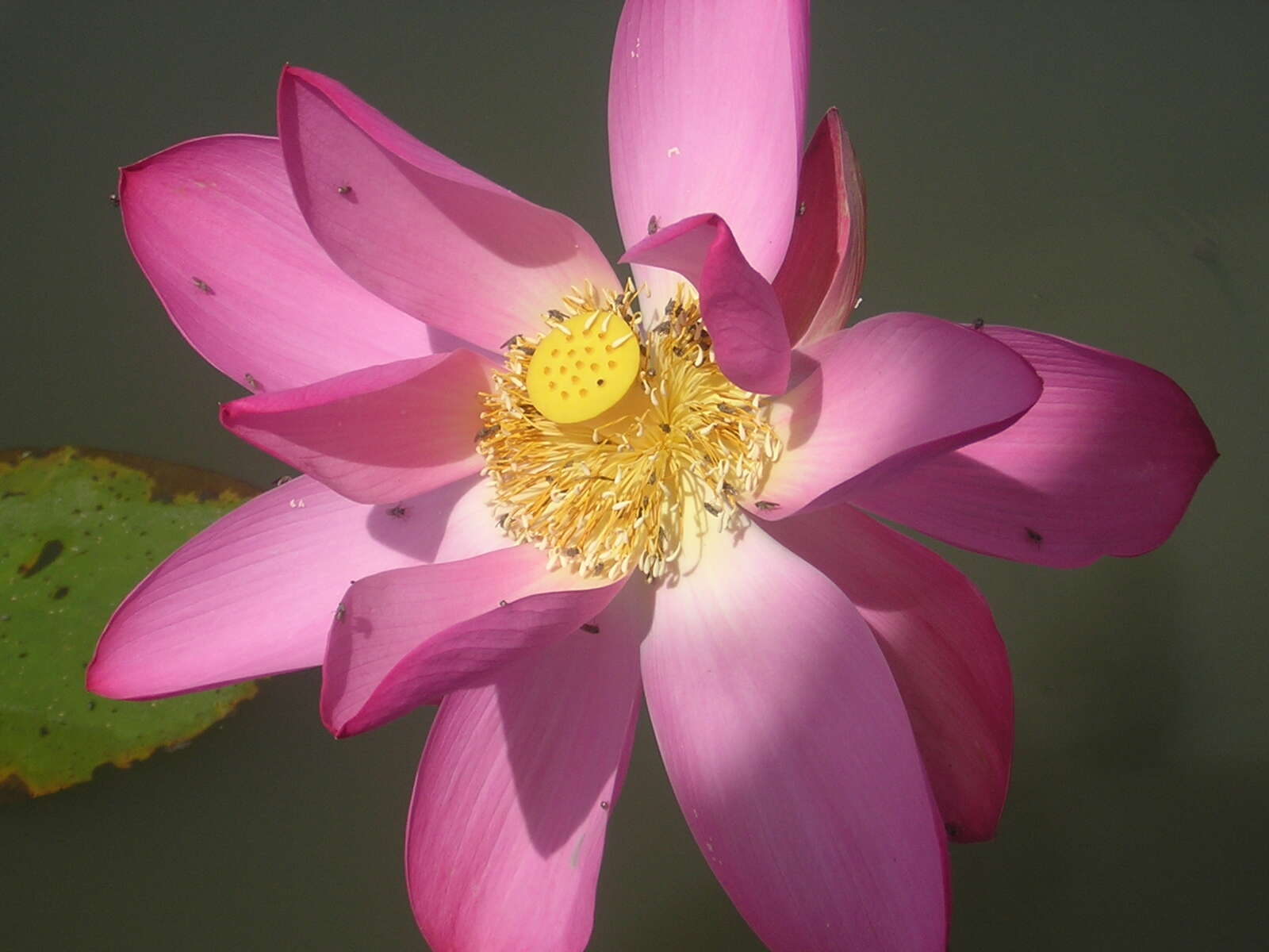 Image of lotus