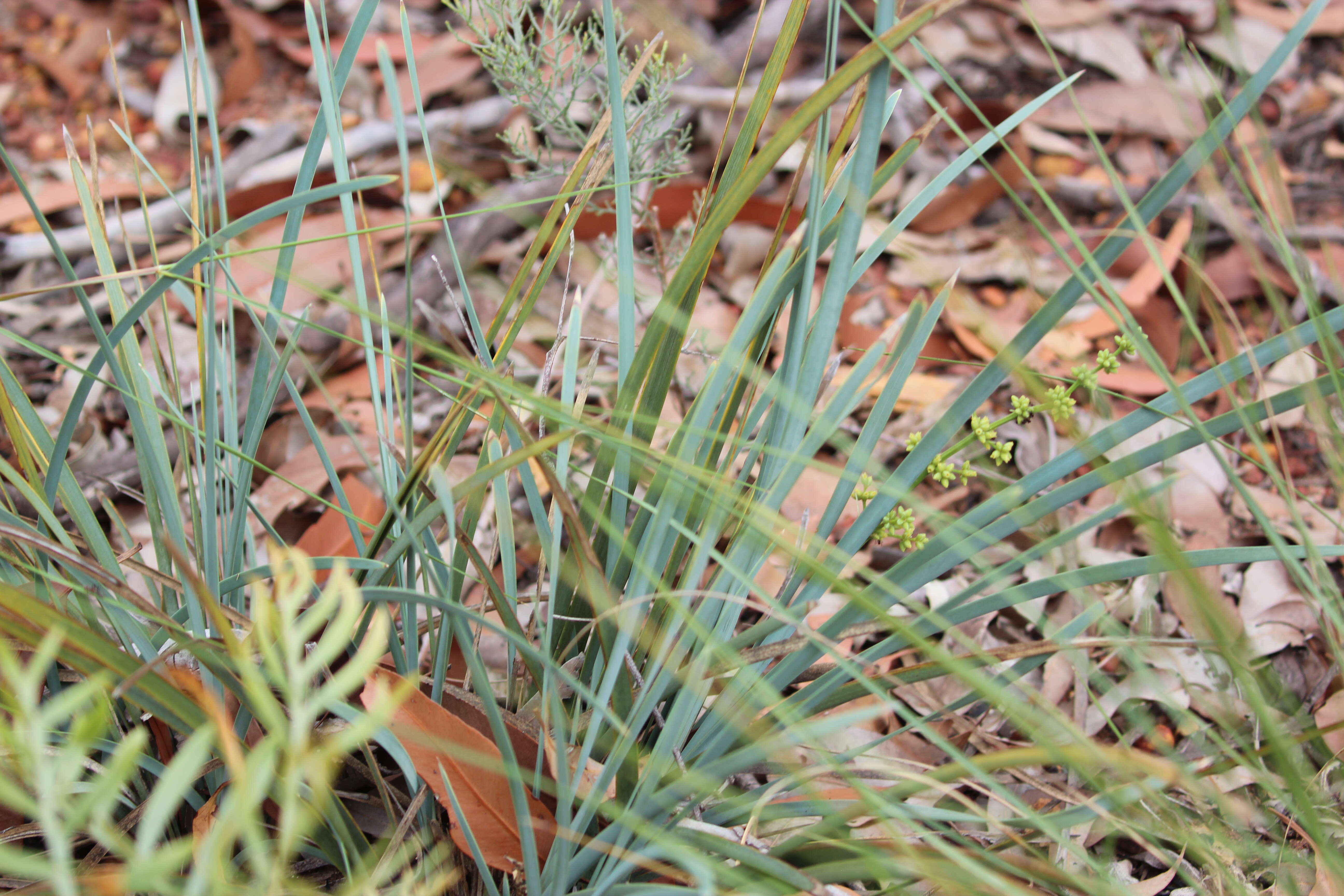 Image of Many flowered mat-rush