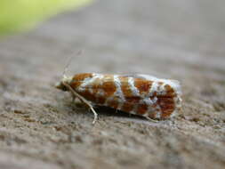 Image of Pine Tip Moths