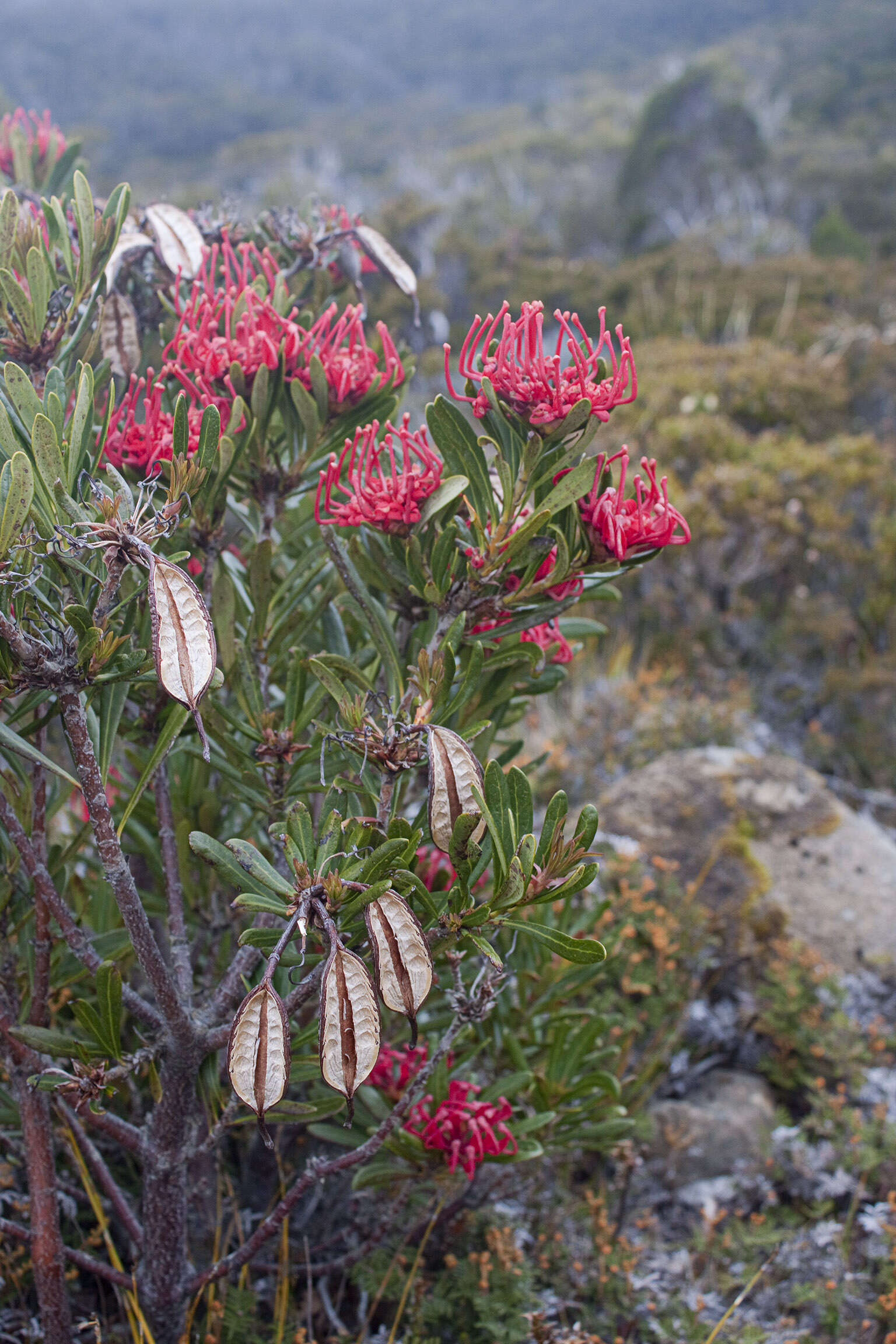 Image of Telopea truncata (Labill.) R. Br.