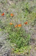 Image of Long-headed Poppy