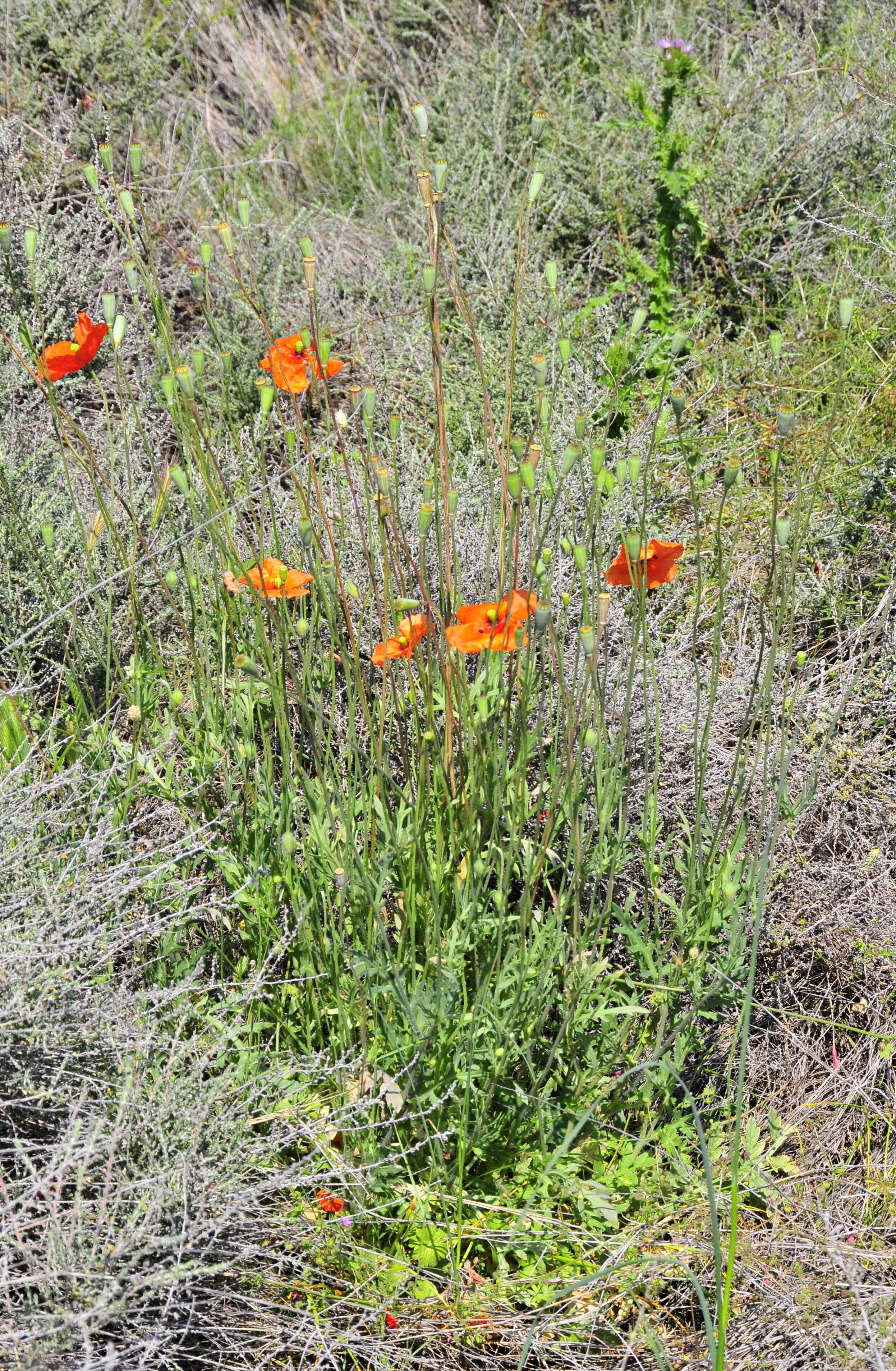 Image of Long-headed Poppy