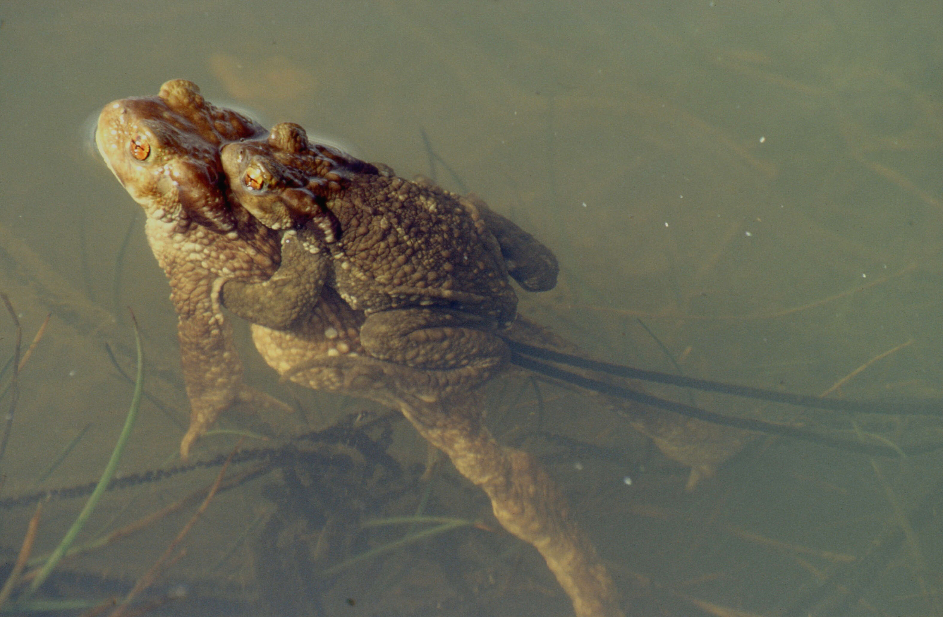 Image of Nile Valley Toad