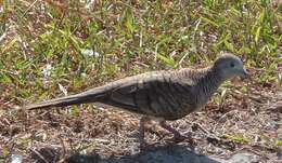 Image of Zebra Dove