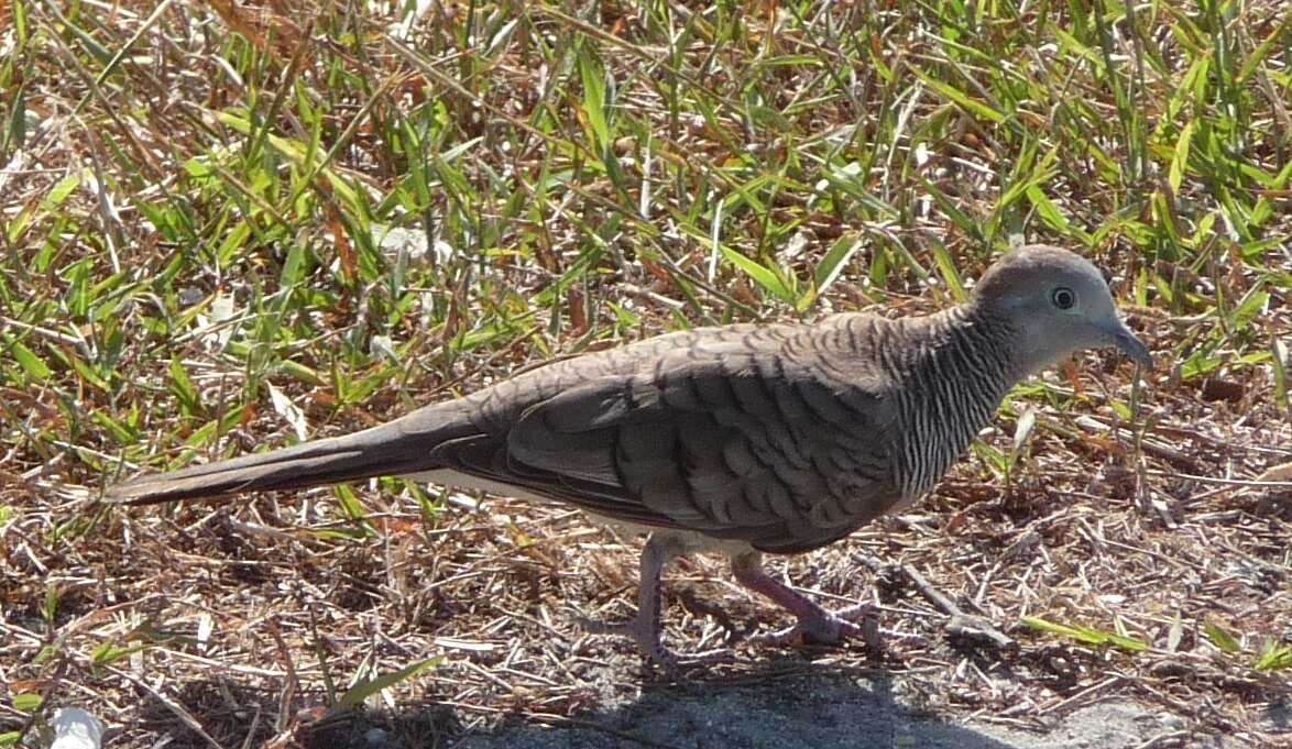 Image of Zebra Dove