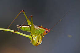 Image of Greater Meadow Katydids