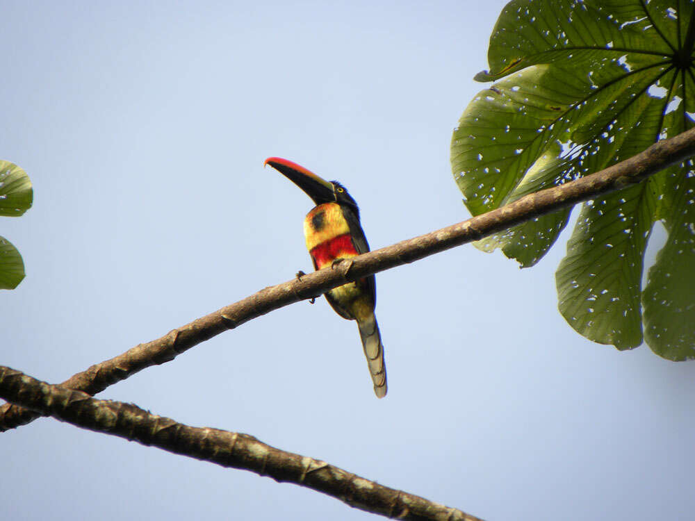 Image of Yagrumo Hembra, Trumpet-Tree