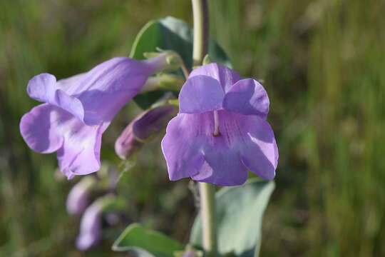 Image of large beardtongue