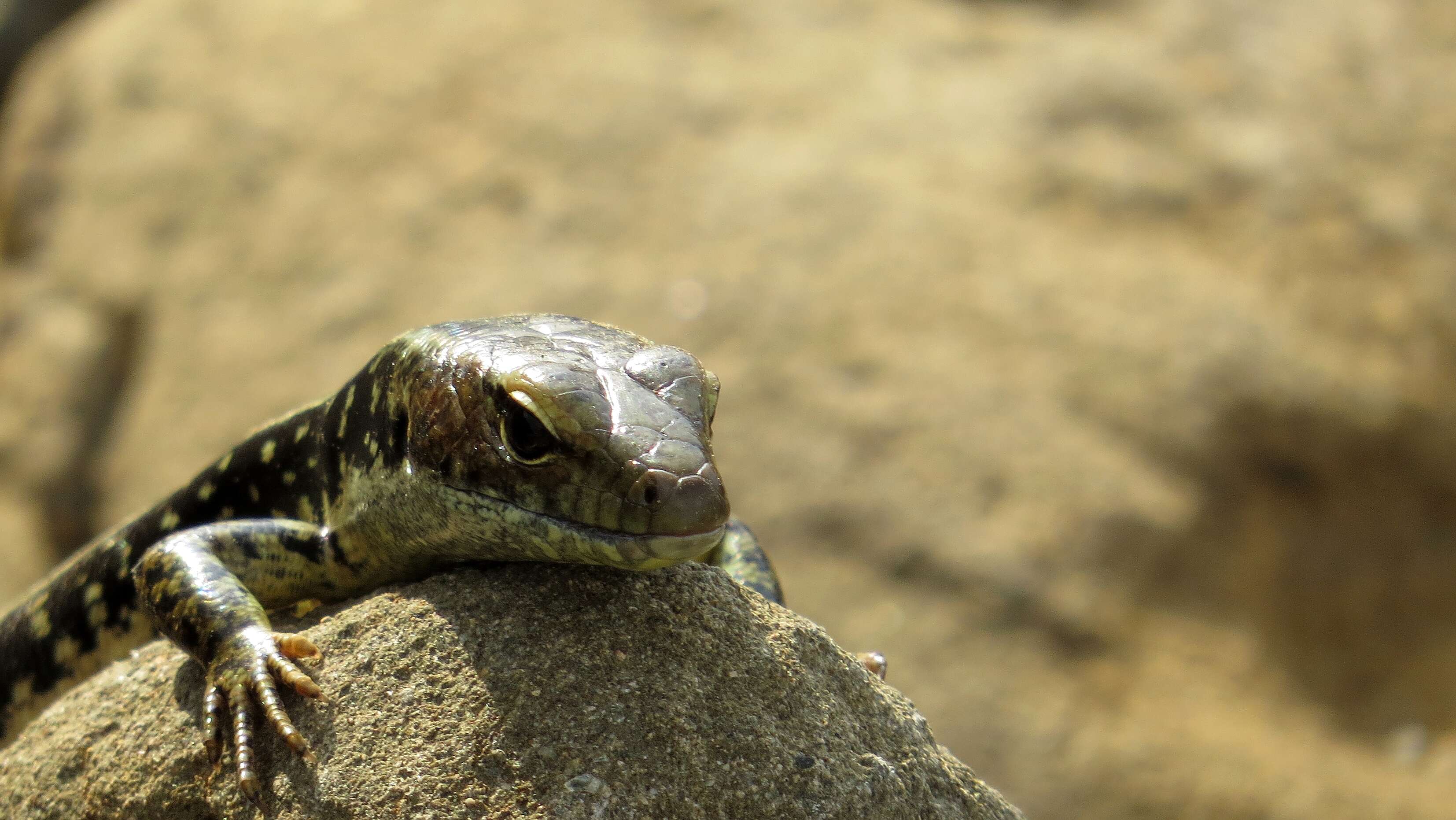 Image of Eastern Water Skink